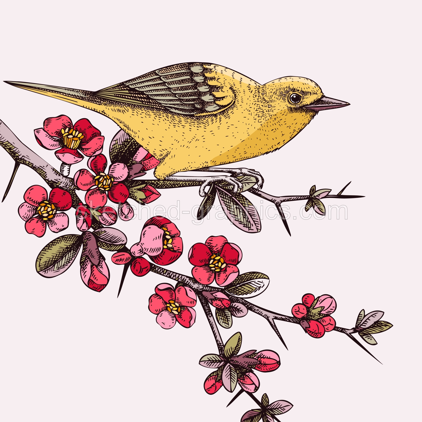 Yellow warbler sitting on blooming Japanese quince branch illustration. Small songbird vector sketch in color. Hand drawn spring card or invitation design with beautiful flowers in engraved style  Illustration